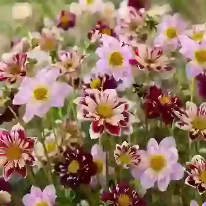 Pink & Purple Collarette Mix